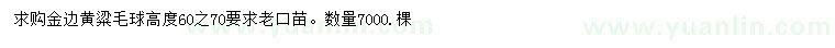 求購高60-70公分金邊黃楊球