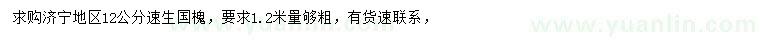 求購1.2米量12公分速生國槐
