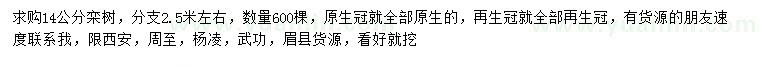 求購14公分欒樹