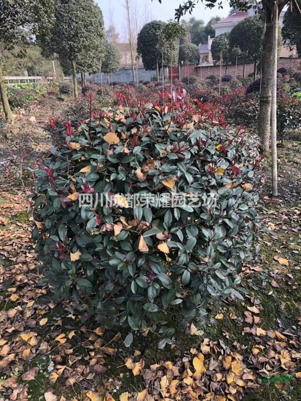 四川成都供應(yīng)紅葉石楠球冠幅80cm--200cm
