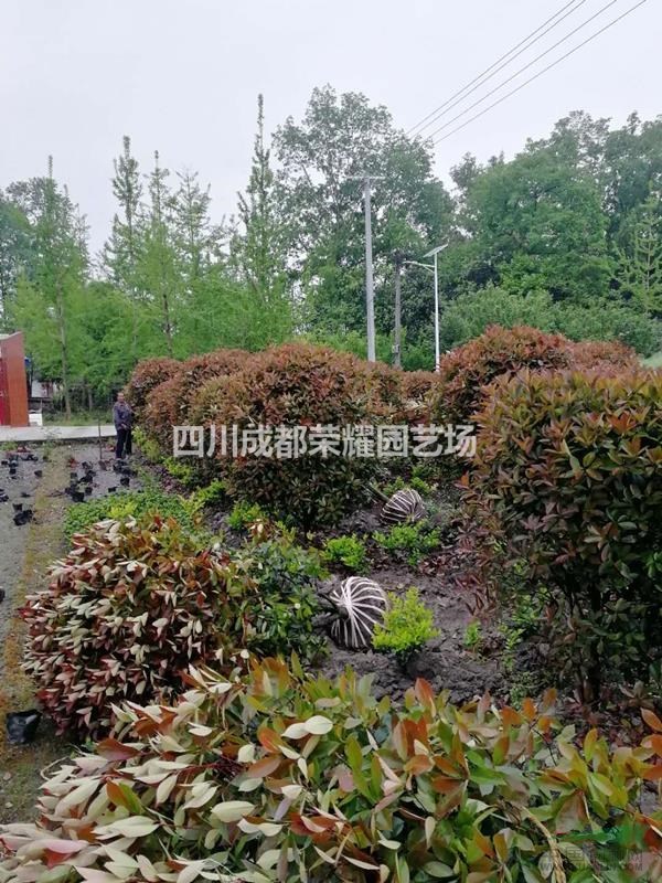 四川成都供應(yīng)紅葉石楠球冠幅80cm--200cm