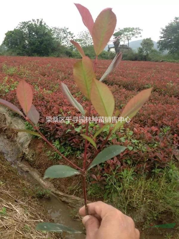 紅葉石楠小苗 紅葉石楠小苗價格 根系發(fā)達紅葉石楠培育基地	