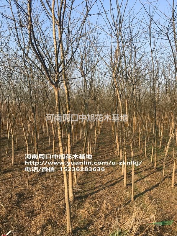 周口中旭園林1-4公分國槐