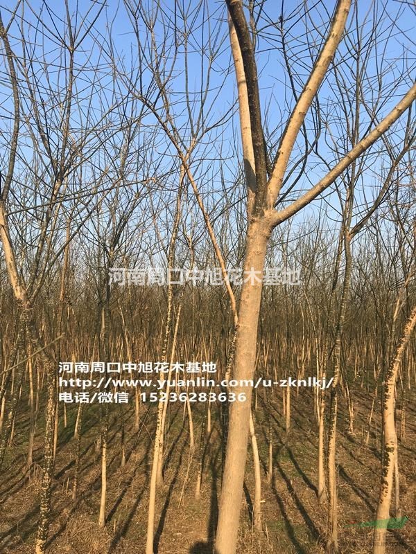 周口中旭園林1-4公分國槐