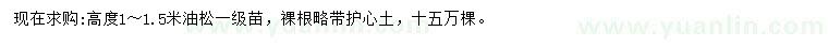 求購高1-1.5米油松