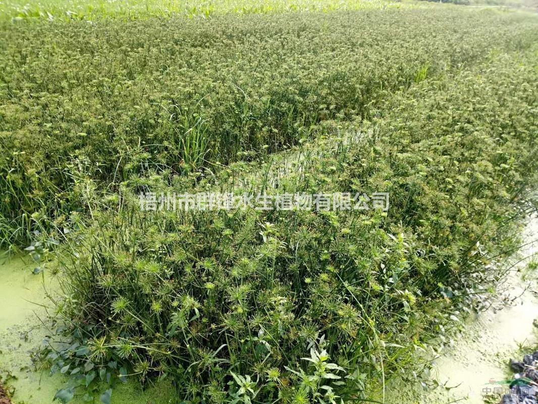 可供四川哪里賣再力花，花葉蘆竹，蘆葦，紙沙草，荷花，睡蓮