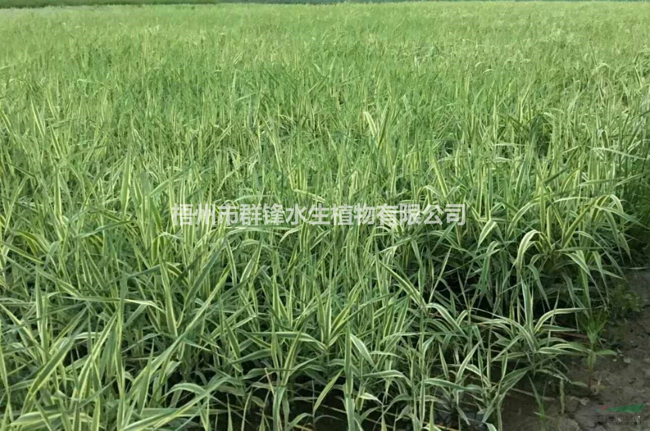 可供四川哪里賣再力花，花葉蘆竹，蘆葦，紙沙草，荷花，睡蓮