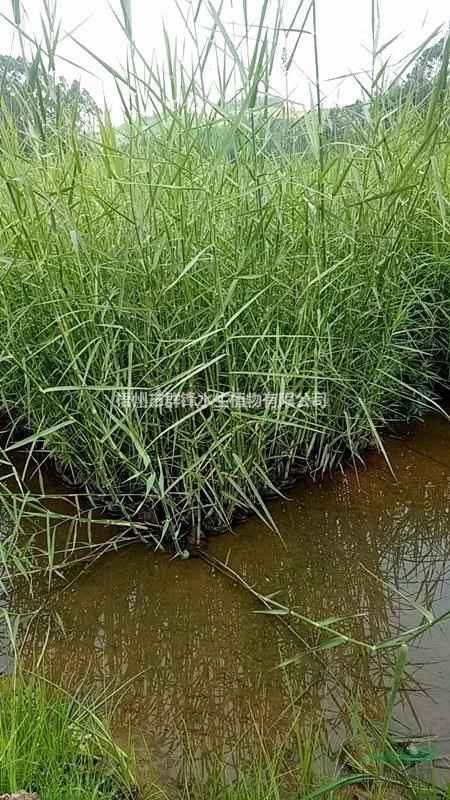 可供江西哪里賣(mài)再力花，花葉蘆竹，蘆葦，紙沙草，荷花，睡蓮