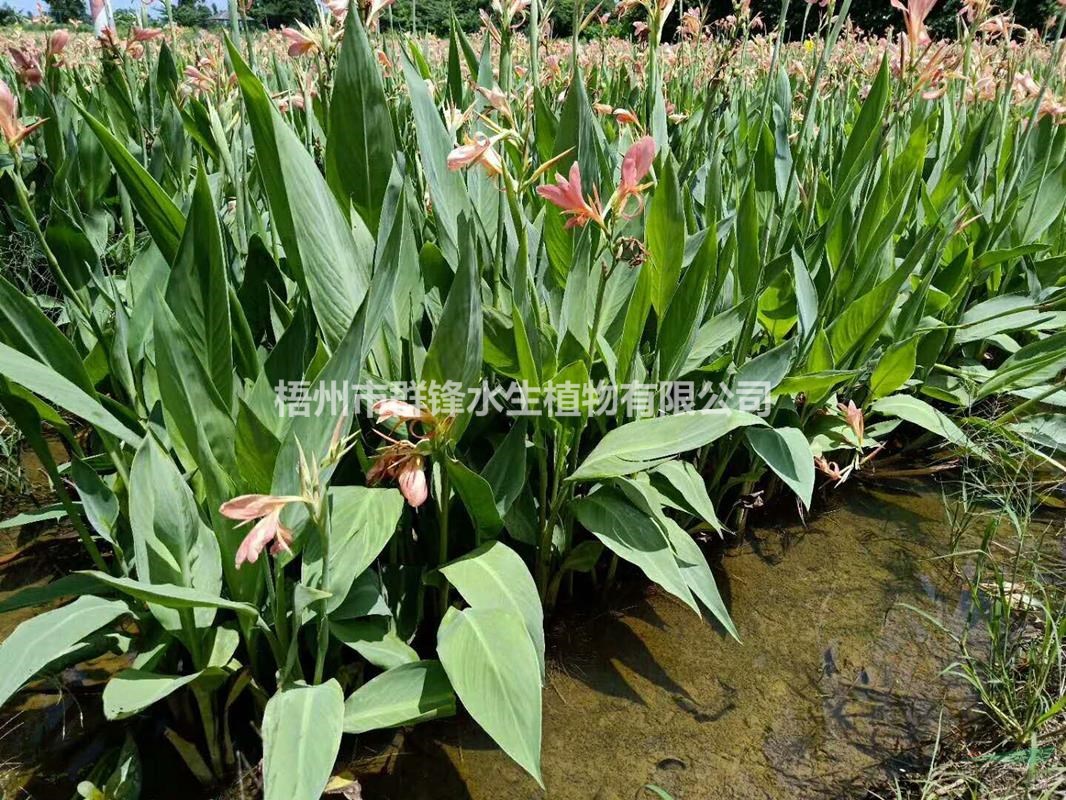 可供江西哪里賣(mài)再力花，花葉蘆竹，蘆葦，紙沙草，荷花，睡蓮