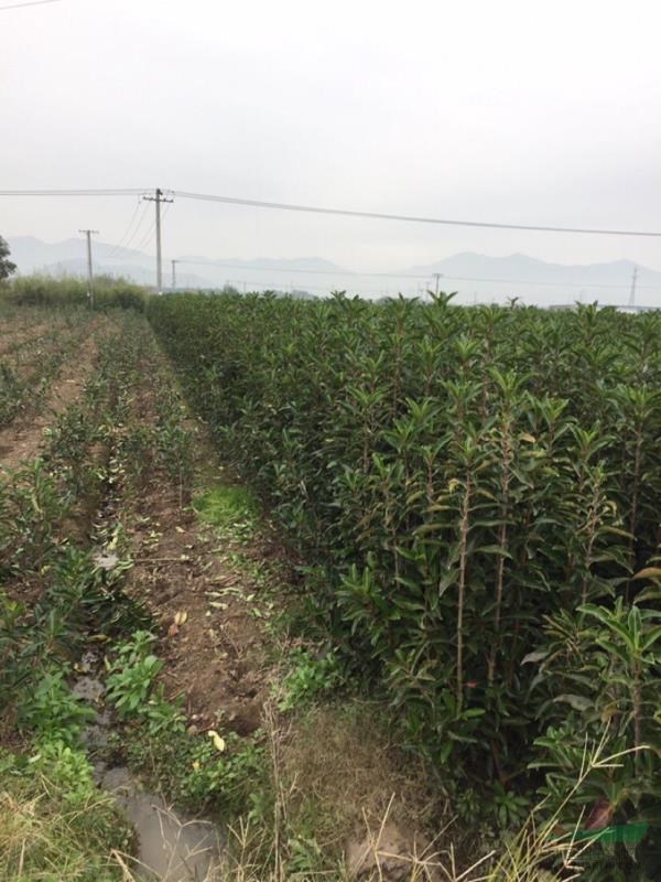 配送寧波法青.100-190高，中介勿擾