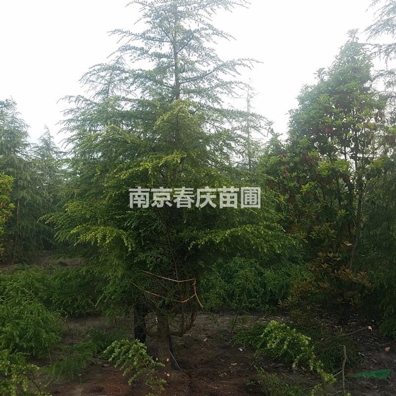4米雪松價格 小苗雪松樹1米高度哪里有優(yōu)勢