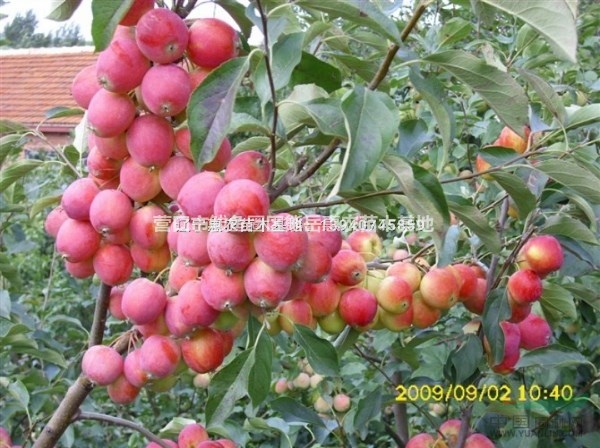 蘋果苗新品種 雞心果蘋果苗 遼寧雞心果樹苗價(jià)格規(guī)格齊全