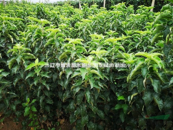 蘋果苗新品種 雞心果蘋果苗 遼寧雞心果樹苗價(jià)格規(guī)格齊全