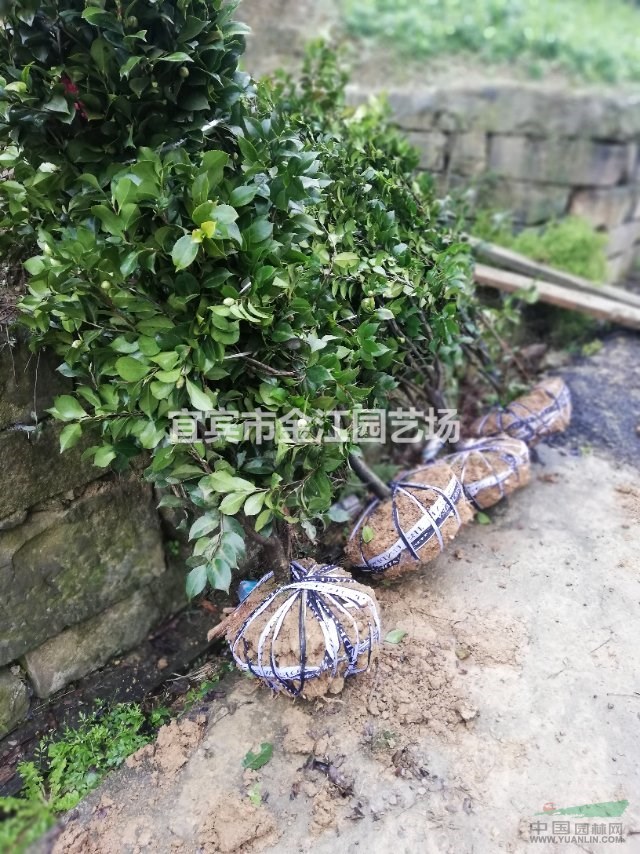 四川宜賓2018茶花價(jià)格最新報(bào)價(jià) ，金江園藝