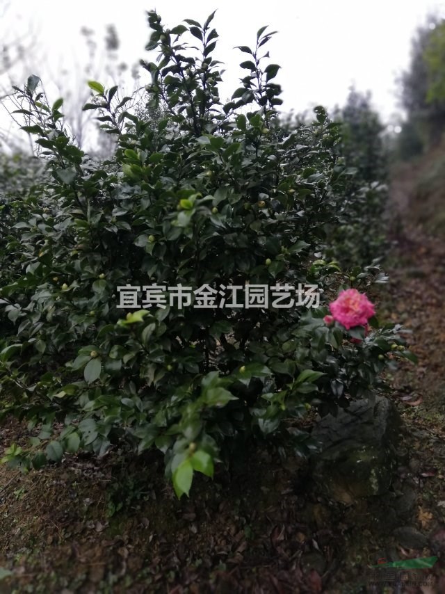 四川宜賓2018茶花價(jià)格最新報(bào)價(jià) ，金江園藝