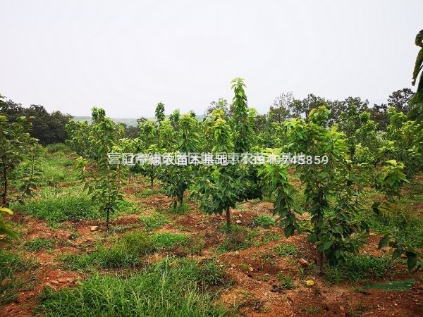 遼寧美早櫻桃苗 大櫻桃苗基地