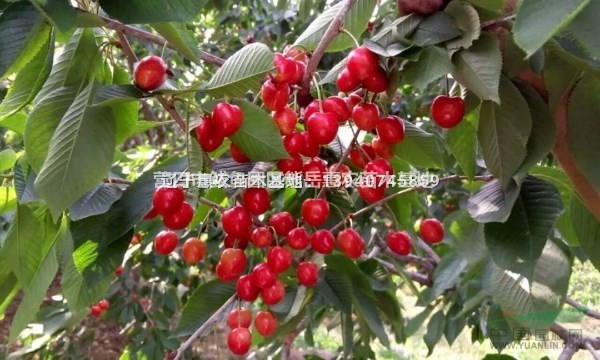 遼寧美早櫻桃苗 大櫻桃苗基地