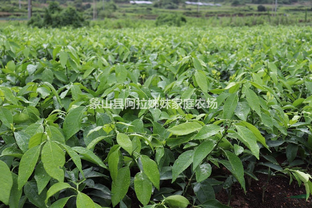 紅美人（愛媛28號(hào)）桔苗 橘苗 柑橘苗 桔子秧 桔子苗