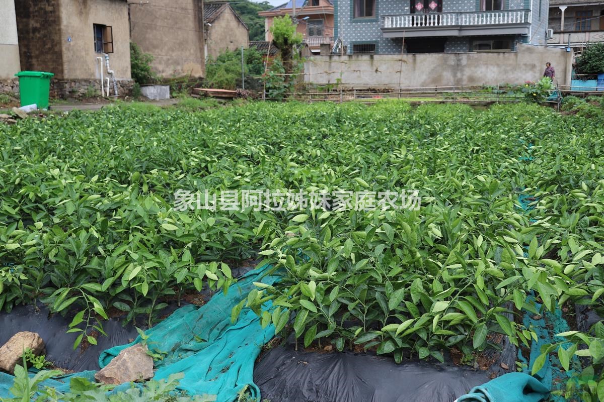 大分（大豐）桔苗 橘苗 柑橘苗 桔子秧 桔子苗