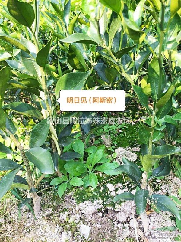 明日見 阿斯密 阿思蜜 桔苗 橘苗 柑橘苗 桔子秧 桔子苗