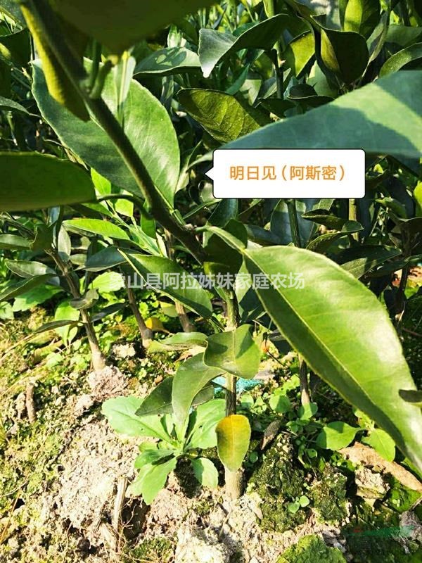 明日見 阿斯密 阿思蜜 桔苗 橘苗 柑橘苗 桔子秧 桔子苗