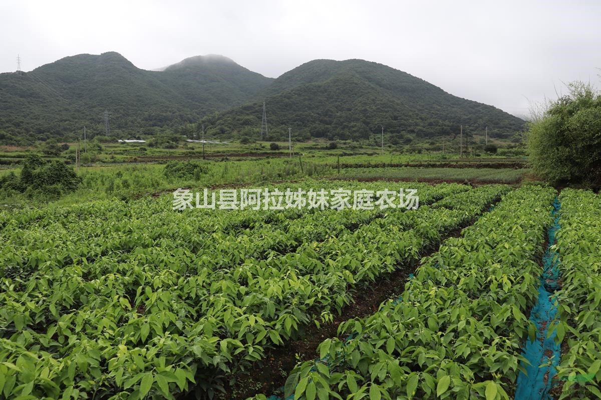 一年生紅美人愛媛28號柑橘樹苗，浙江象山基地直銷