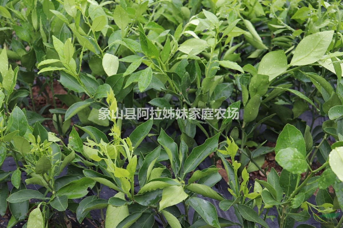 一年生秦姬柑橘苗，浙江象山原產(chǎn)地專供