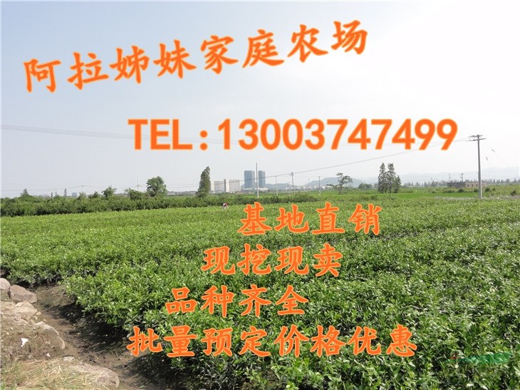 紅美人愛媛28號枝條，浙江象山原產(chǎn)地直銷