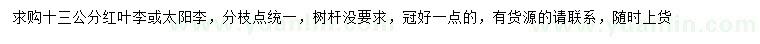 求購13公分紅葉李或太陽李