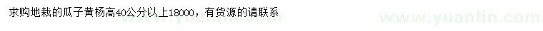 求購高40公分以上瓜子黃楊