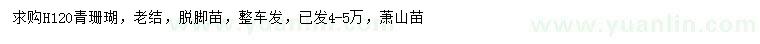 求購高120公分青珊瑚