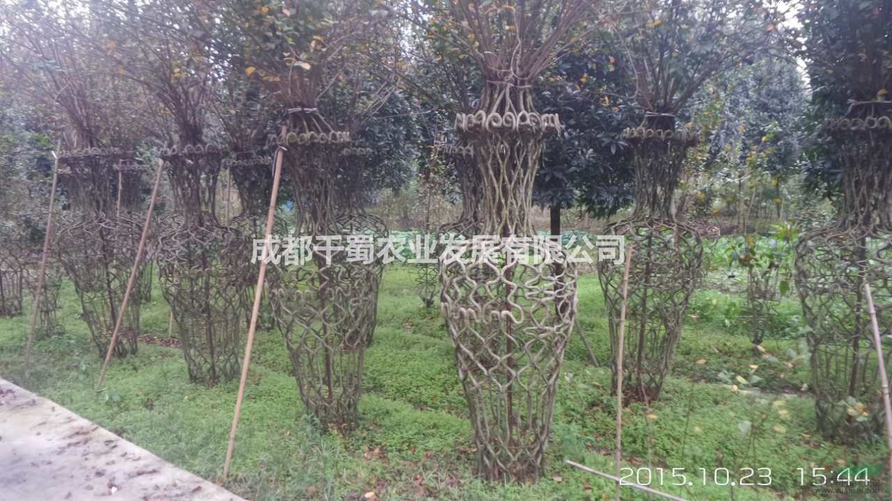 紫薇花瓶、紫薇長廊、紫薇六角亭、紫薇圍墻、紫薇牌坊、紫薇樓角