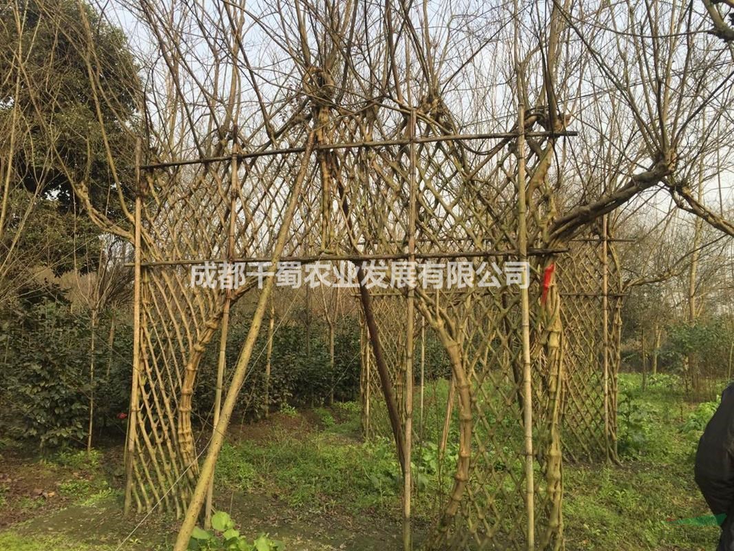紫薇花瓶、紫薇長廊、紫薇六角亭、紫薇圍墻、紫薇牌坊、紫薇樓角