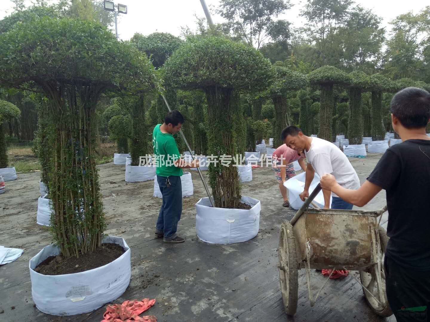 小葉女貞蘑菇造型 小葉女貞造型價(jià)格 小葉女貞蘑菇基地 