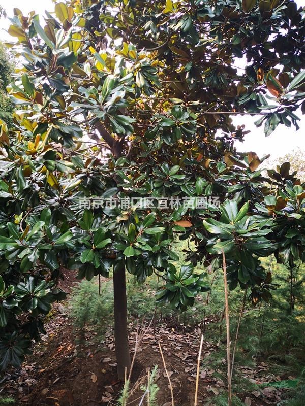 廣玉蘭價(jià)格|白玉蘭價(jià)格，紫玉蘭價(jià)格場家點(diǎn)擊報(bào)價(jià)
