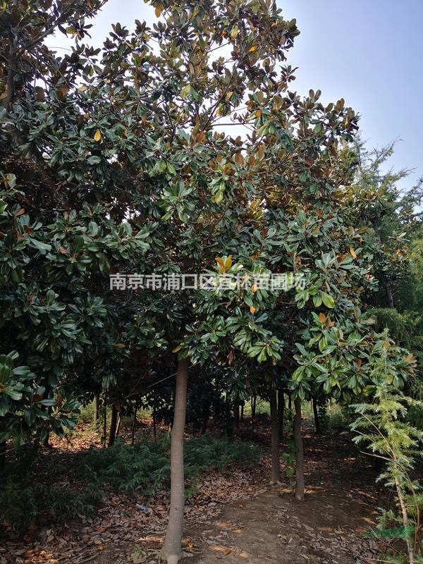 廣玉蘭價(jià)格|白玉蘭價(jià)格，紫玉蘭價(jià)格場家點(diǎn)擊報(bào)價(jià)