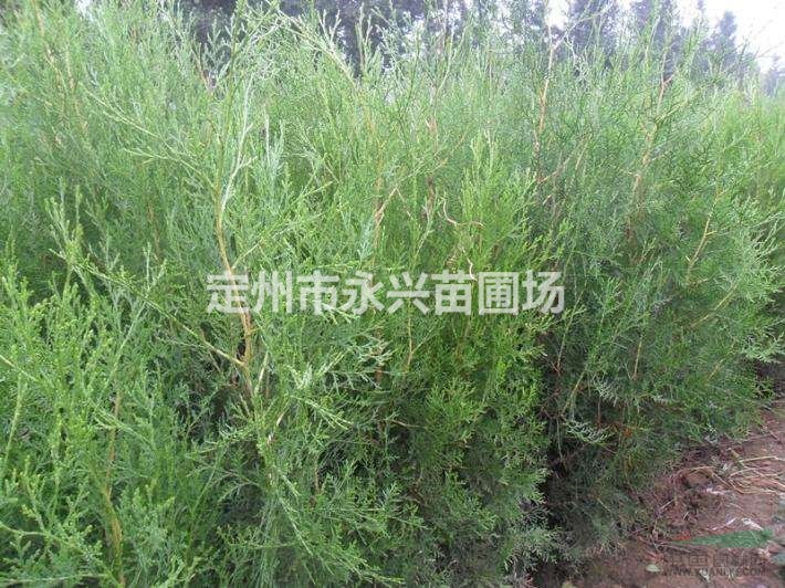 黄栌高100公分，冠30公分低价销售