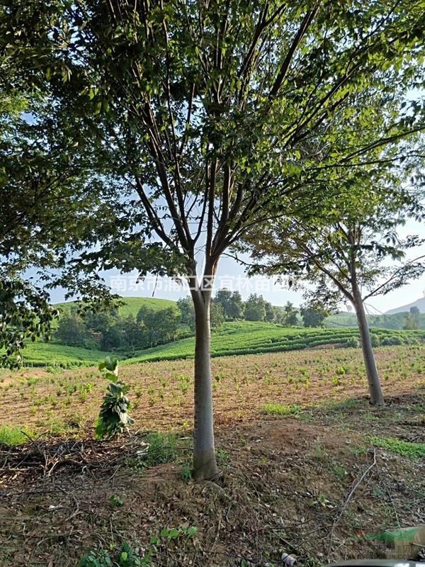 櫸樹(shù)價(jià)格12公分以上櫸樹(shù)怎么栽培