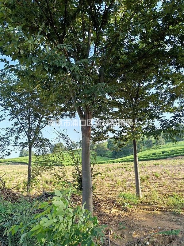 櫸樹(shù)價(jià)格12公分以上櫸樹(shù)怎么栽培