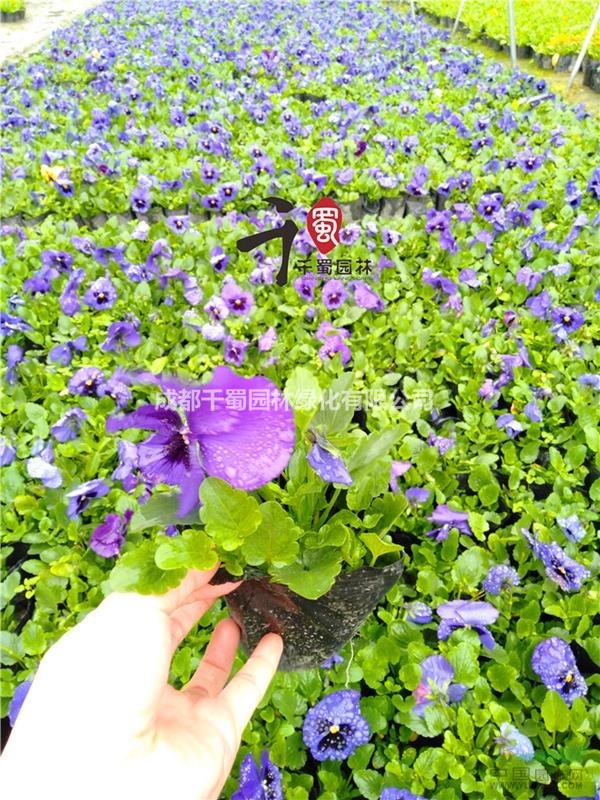三色堇產(chǎn)地 哪里的三色堇價格便宜 三色堇批發(fā)