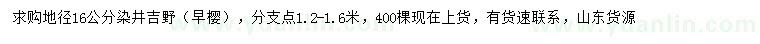 求購(gòu)16公分染井吉野（早櫻）