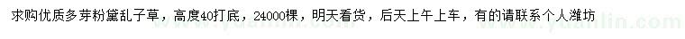 求購高40公分打底粉黛亂子草