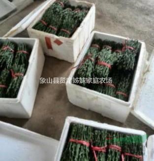 明日見(jiàn)柑橘枝條，象山基地直發(fā)，日本雜柑新品種，高糖低酸