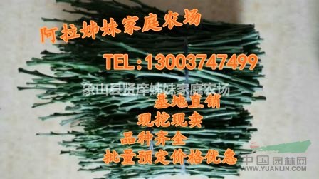 明日見(jiàn)柑橘枝條，象山基地直發(fā)，日本雜柑新品種，高糖低酸