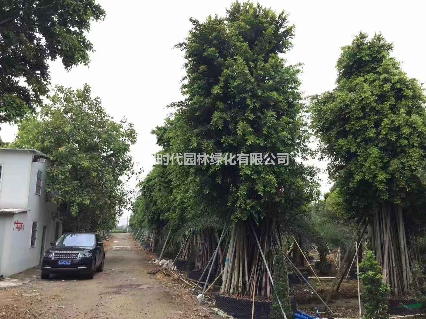 大规格小叶榕，菩提榕