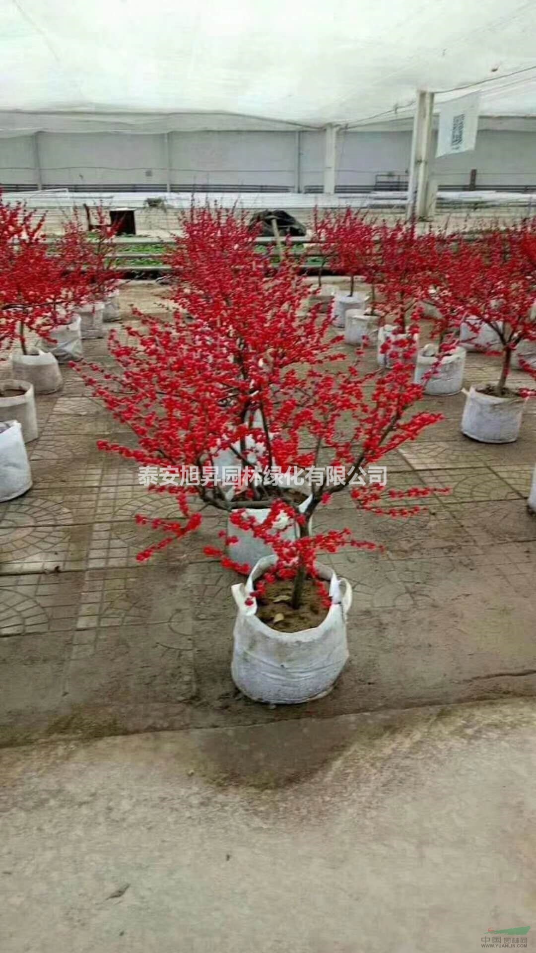 觀果植物北美冬青，切花植物北美冬青，花店專供切花