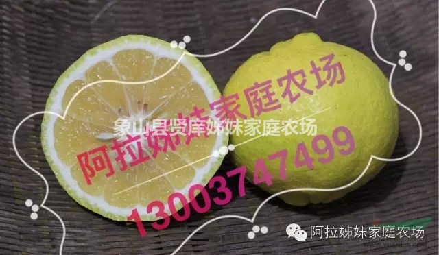 二年生象山青春香桔苗，柑橘苗批發(fā)，象山產(chǎn)地直銷
