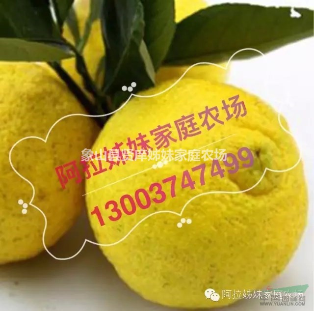 二年生象山青春香桔苗，柑橘苗批發(fā)，象山產(chǎn)地直銷