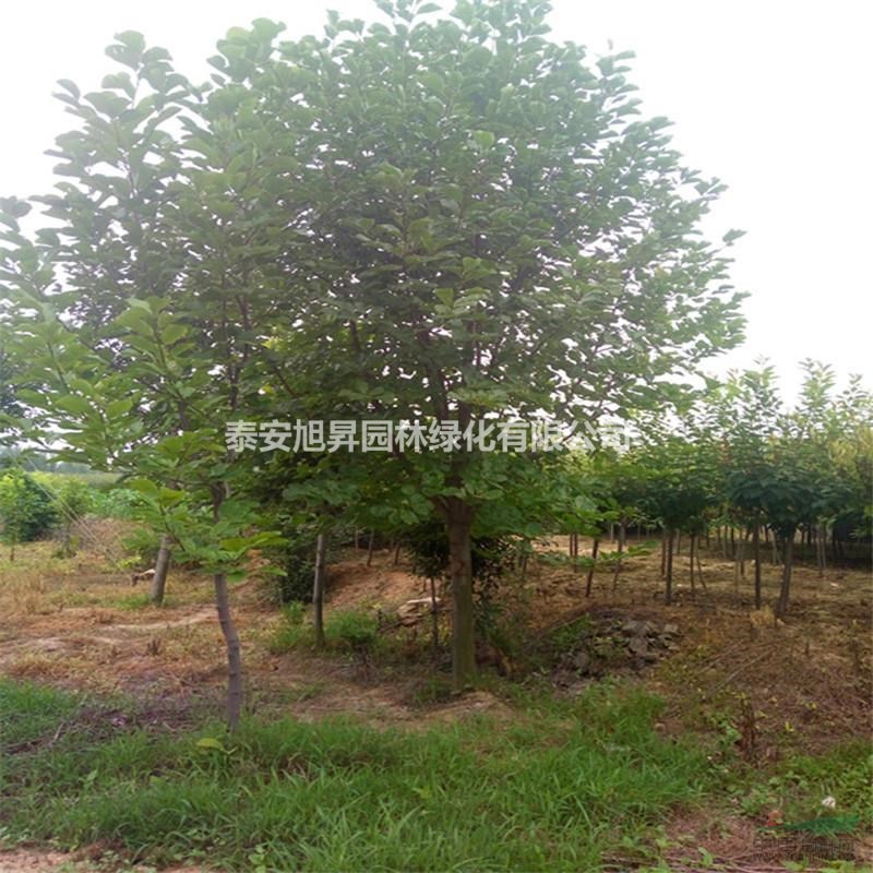供應(yīng)二喬玉蘭 8-10公分二喬玉蘭價格 12 公分二喬玉蘭哪