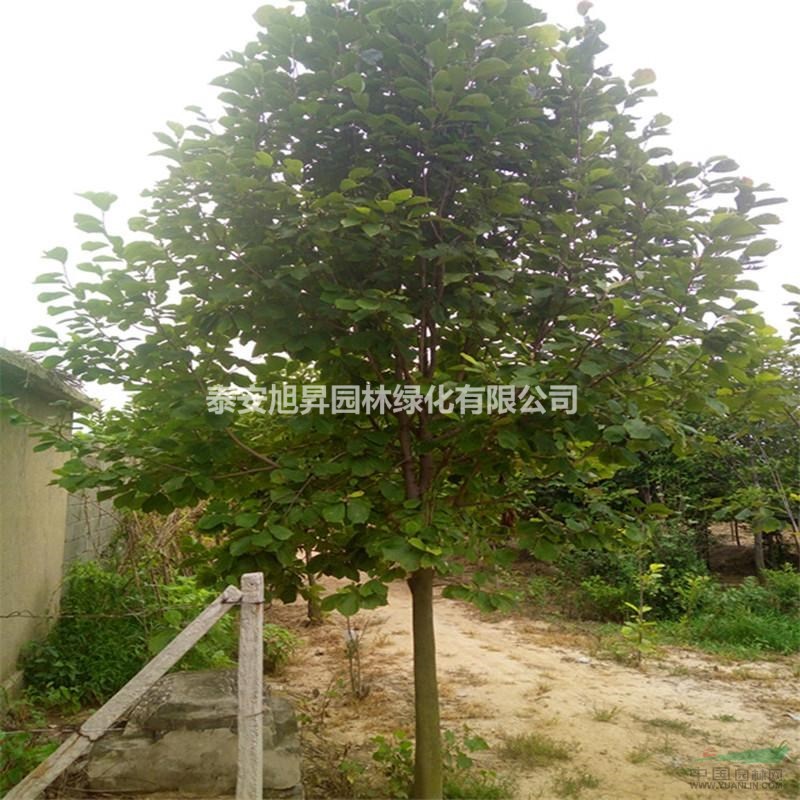 供應(yīng)二喬玉蘭 8-10公分二喬玉蘭價格 12 公分二喬玉蘭哪